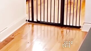 trending #2024 #funny #shortsmusic video #viraltiktok #usa #eu