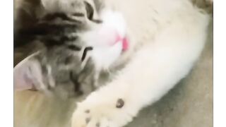My cute and naughty Cat