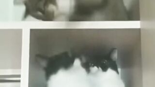 Cats and dogs funny videos