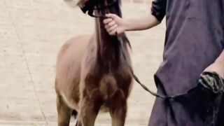 Horse vedio nice vedio