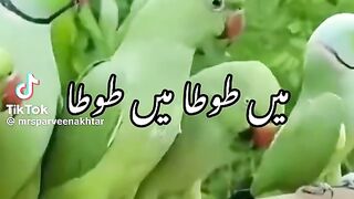 Kids video