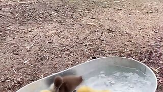 Baby and ducklings bathing