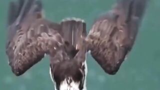Eagle catches fish in the sea