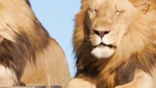 lion is the king of Jungle