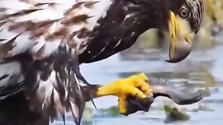 eagle catches fish