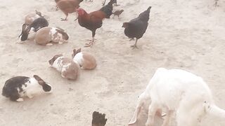 Love, Peace, and Joy: An Opportunity to Feed Grains with Goats, Sheep, and Rabbits