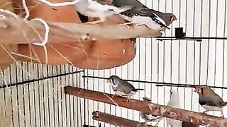 Finches birds beautiful