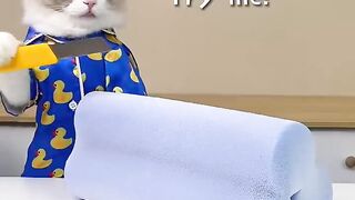 Don’t watch til the end - It’s terrifying! #thatlittlepuff #catsofyoutube