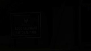 Addo National Park video - (Elephants; Lions; Buffalos; Kudu and many other wildlife)