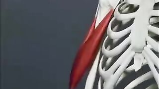 Movement of muscles