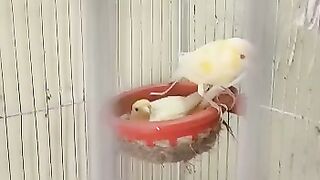 Birds lover Beauty of Birds