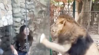 Best lion video...