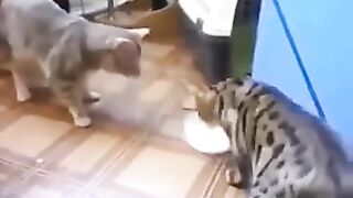 Meu ,seu..