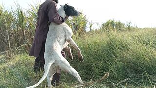 Best Hunting Dogs | bully dogs | Pig hunting dogs | Hog hunting with dogs.