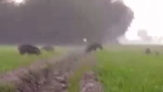 Wild boar near me | hogs family | pig hunting near me.