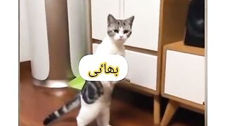 Funny videos