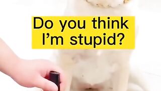 Funny smart dog