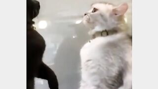 Funny cats fight