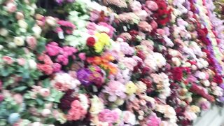 Beautiful flowers