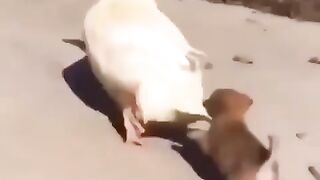 Cute dog & duck