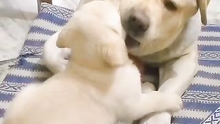 Cute dog