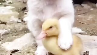 Cute dog