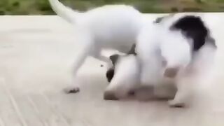 Cute dog & cat