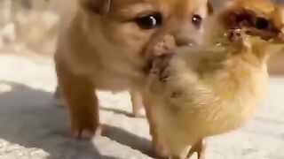 Cute dog