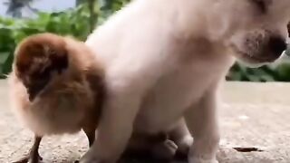 Cute dog