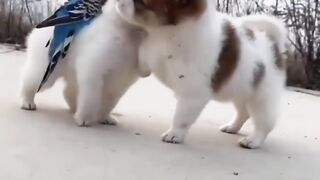 Cute dog