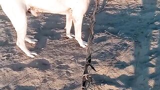 American dogs