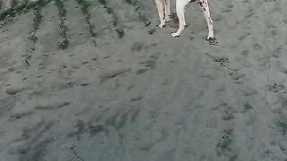 American dogs