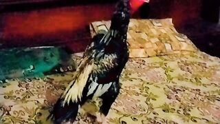 Murgha video aseel mianwali