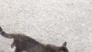 Cat video|Cat funny video
