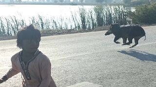 Wild boar hunting near me | pig | Hog| hunting dogs | Wild boar running on road.