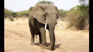 Elephants Music