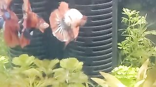 Grace fish
