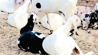 Beautiful animal's