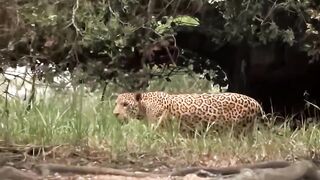 Terrified...Otter Bit The Jaguar's Head Off Because It Dared To Attack Its Own Kind - Animal World