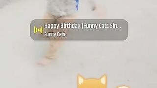 Funny cat 1