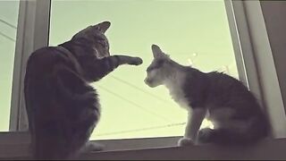 Funny cat 2