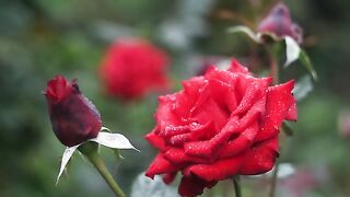 Close Flowers