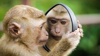 Why Mirror Mirror On The Wall Who?S The Stupidest Of Them All? Has Just Gone Viral