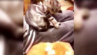 Cats 3