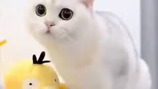 New Funny Videos 2023????.Cute Cats And Dogs ????????