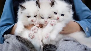 Cats 3