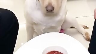 Dogs are intelligent? If yes watch video... #shorts