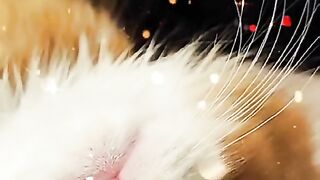 Funny cats 5