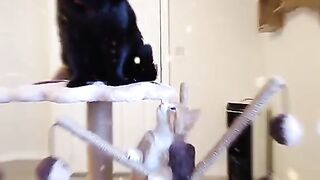 Funny cat 6