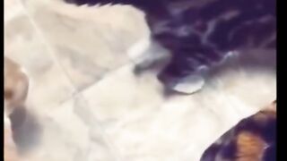 Funny cats 7